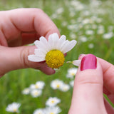 Kette mit herzförmigen Anhänger, Margerite, Silberschmuck (.925er), 45cm, mit echter Blüte/Blume, Harz